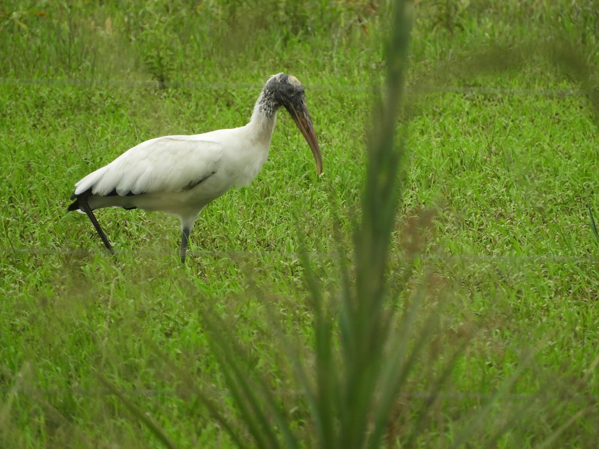 Wood Stork - Ana Verónica Arburúas