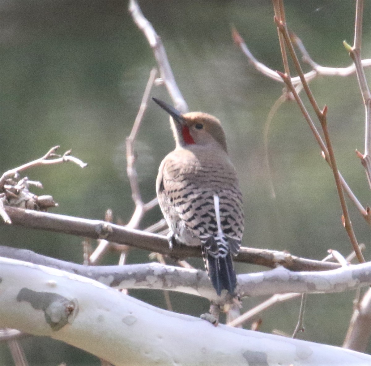 Northern Flicker (Red-shafted) - ML307274031