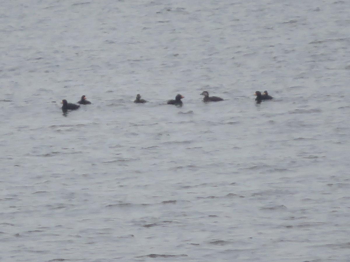 Black Scoter - Ursula  Mitra