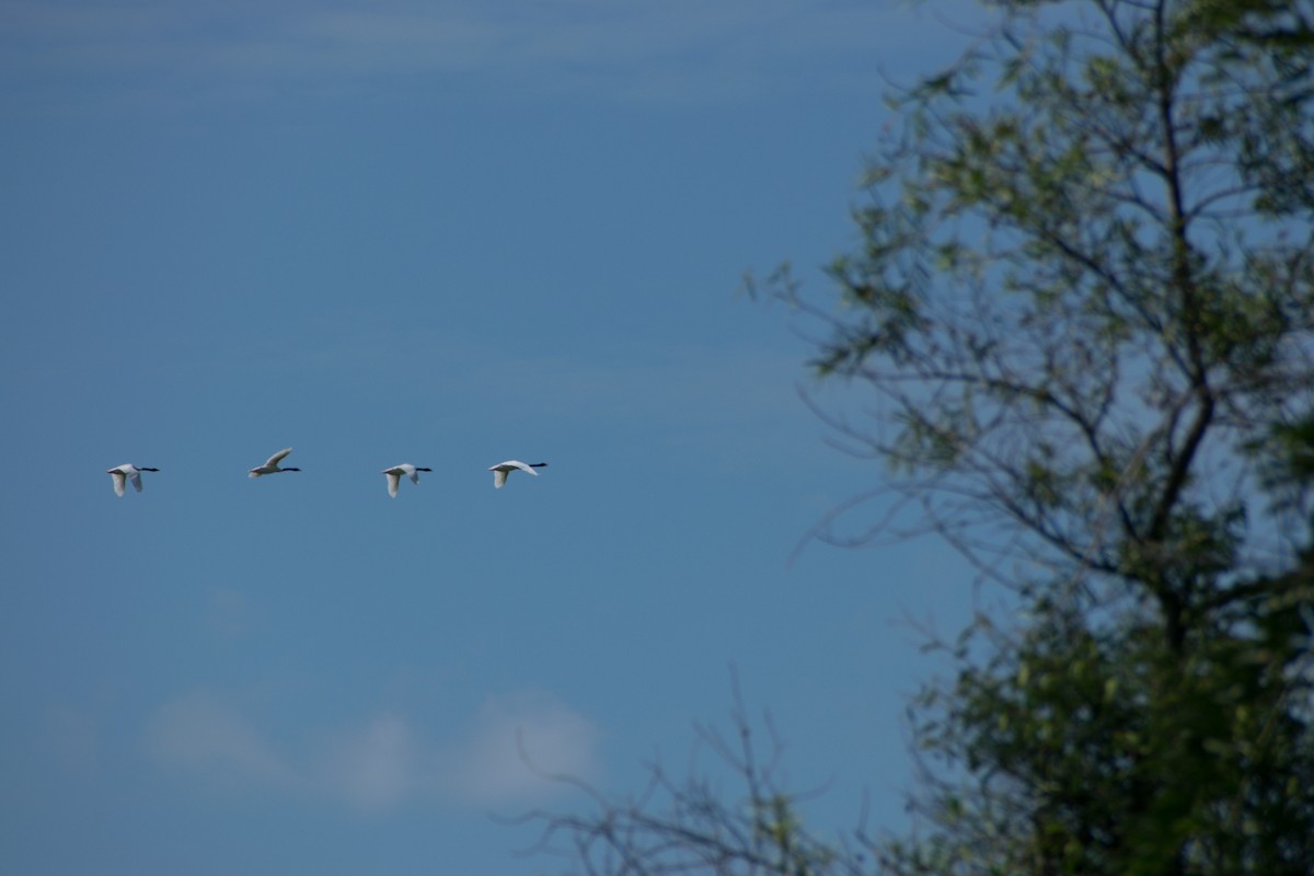 Black-necked Swan - German Biermann