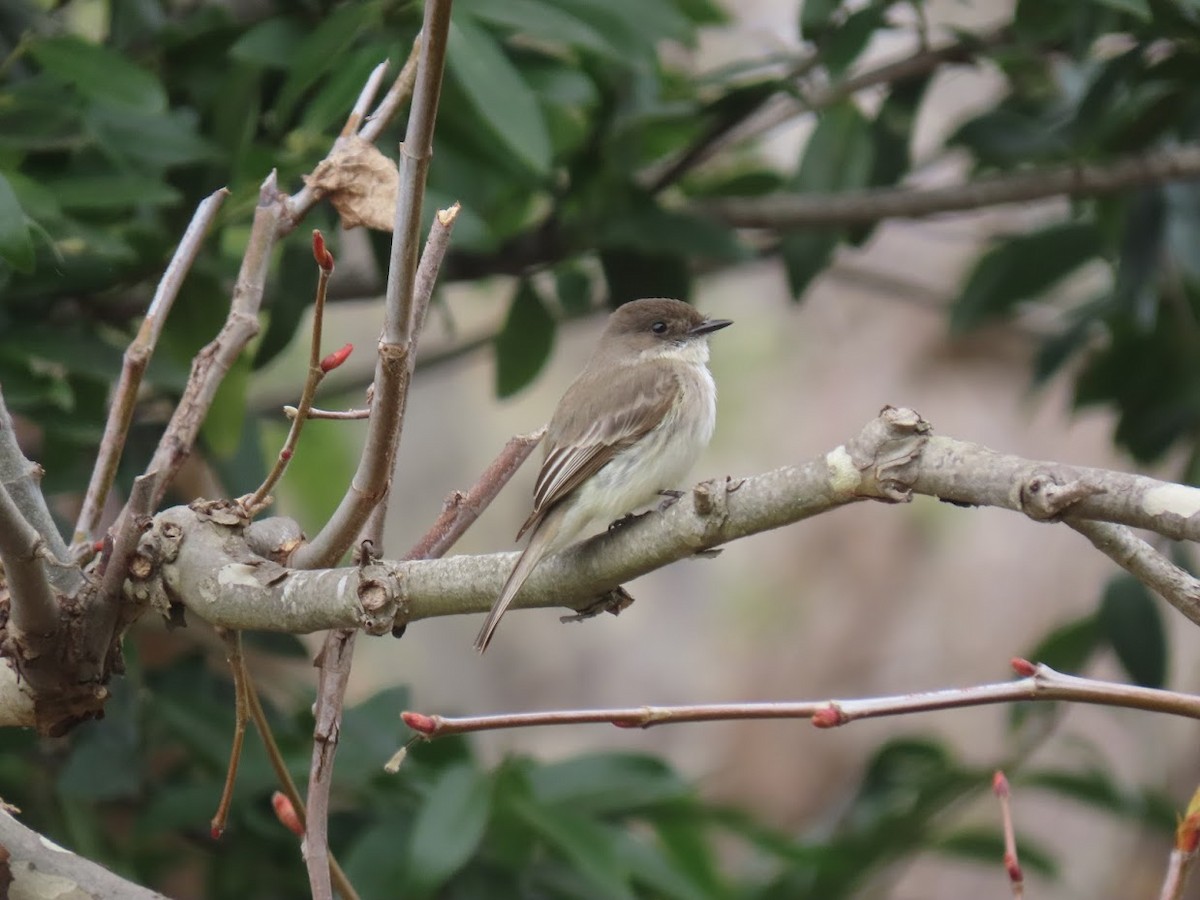 Eastern Phoebe - ML307278161