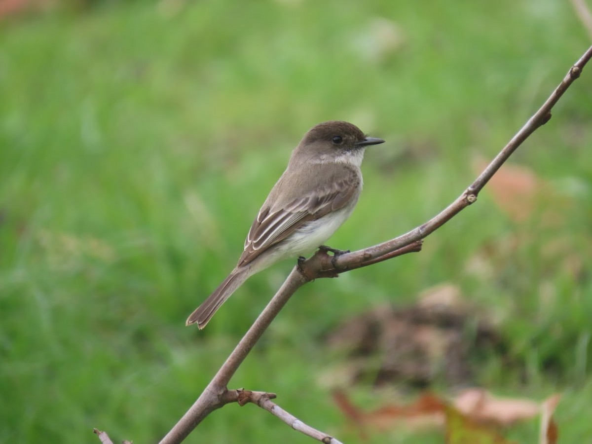 Eastern Phoebe - ML307278201