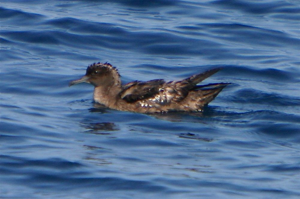 Sooty Shearwater - ML307278991