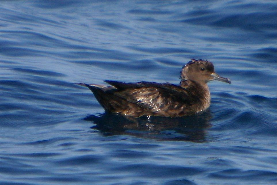 Sooty Shearwater - ML307279001