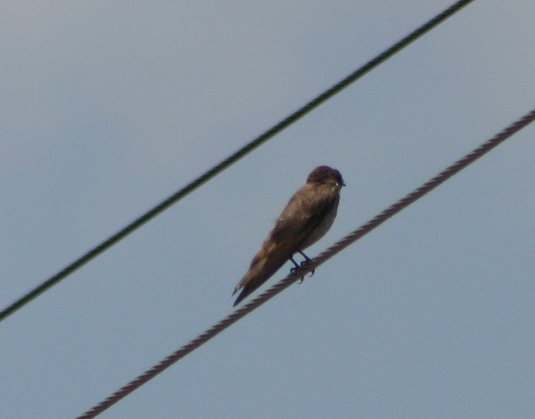 Northern Rough-winged Swallow - ML30727921