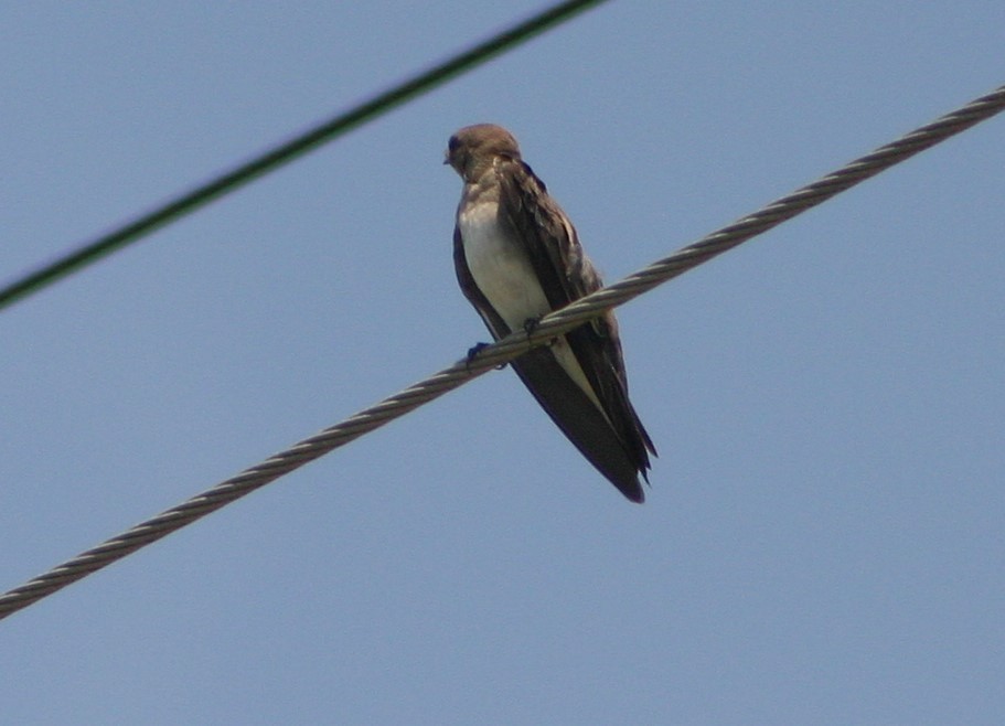 Northern Rough-winged Swallow - ML30727961