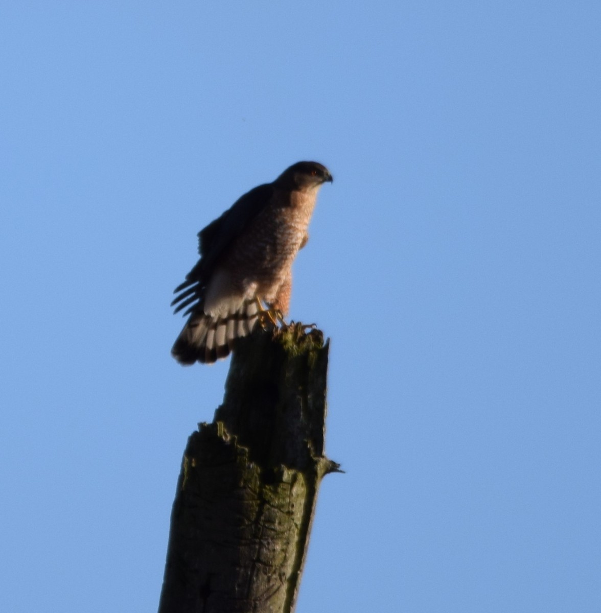 Cooper's Hawk - ML307279721