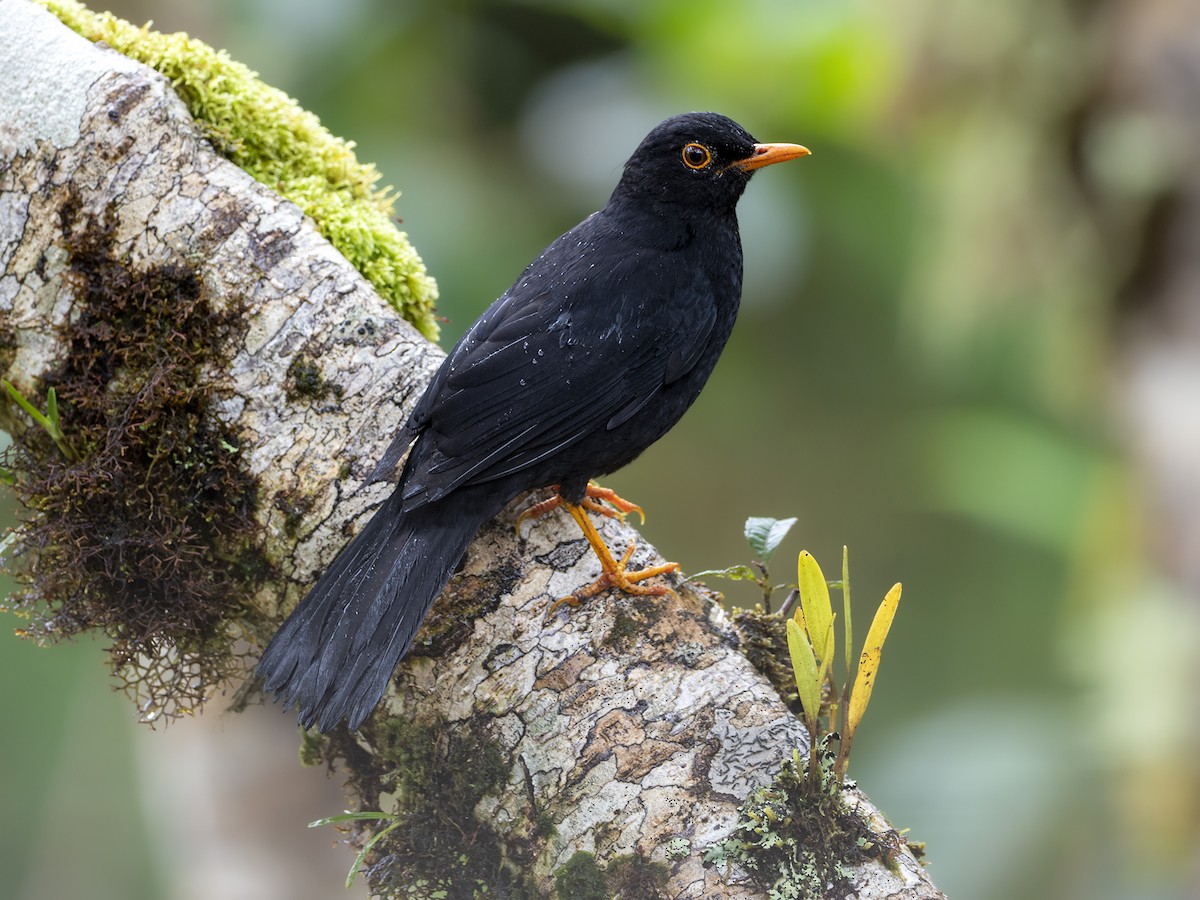 Glossy-black Thrush - Andres Vasquez Noboa