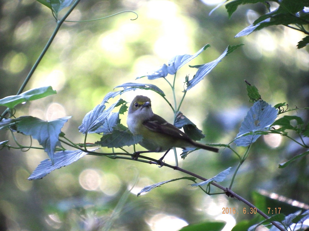 White-eyed Vireo - ML30728041