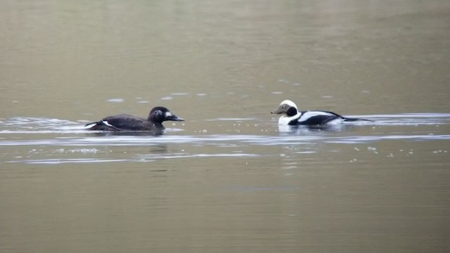 White-winged Scoter - ML307281801
