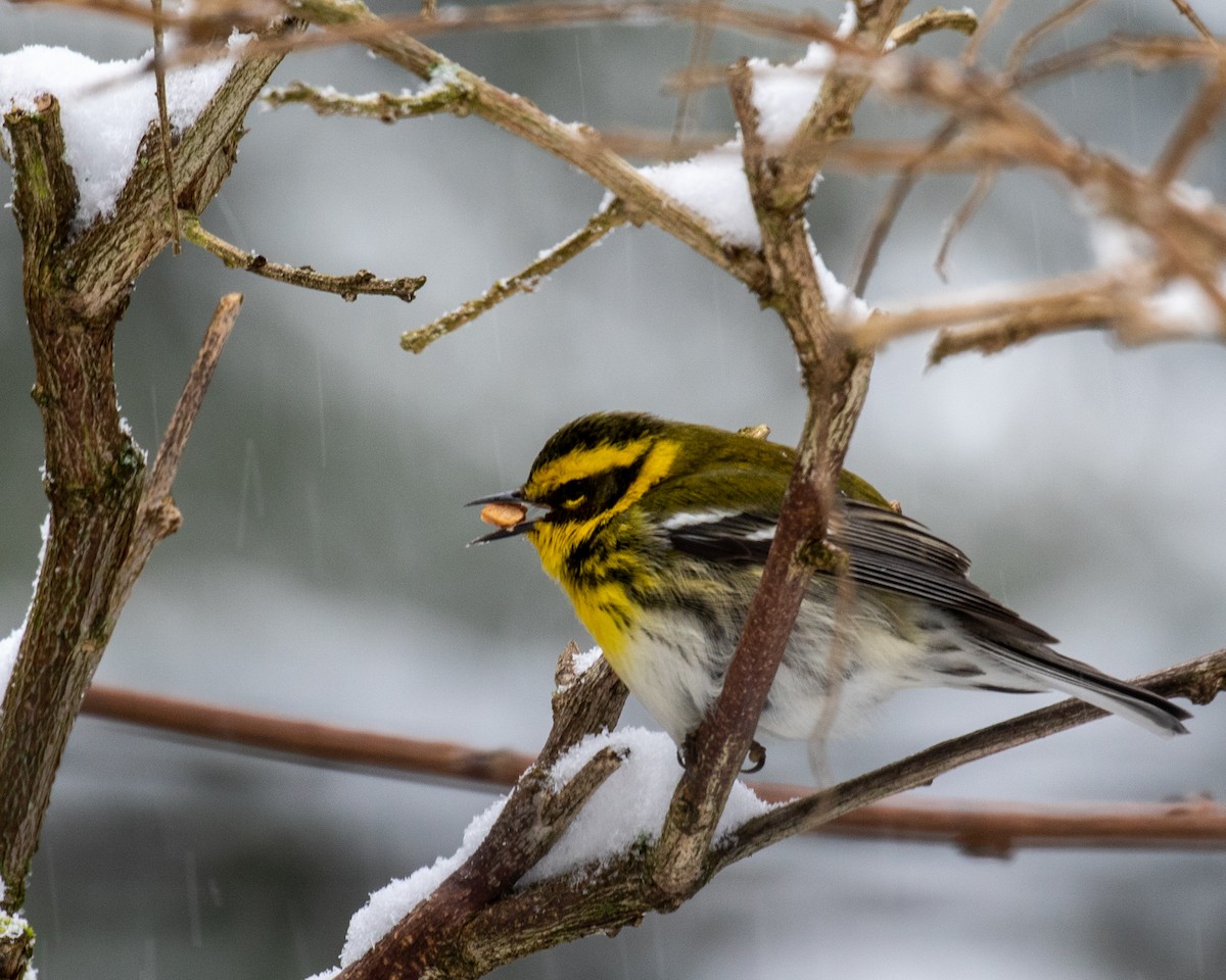 Townsend's Warbler - Mark Wilbert