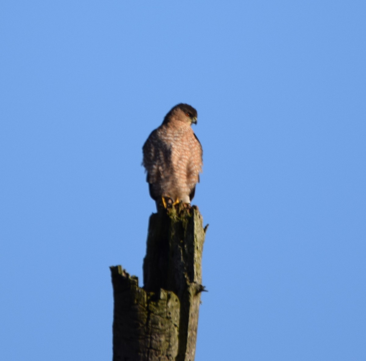 Cooper's Hawk - ML307282411