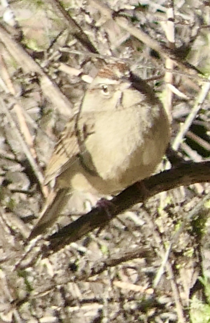 Rufous-crowned Sparrow - ML307283151