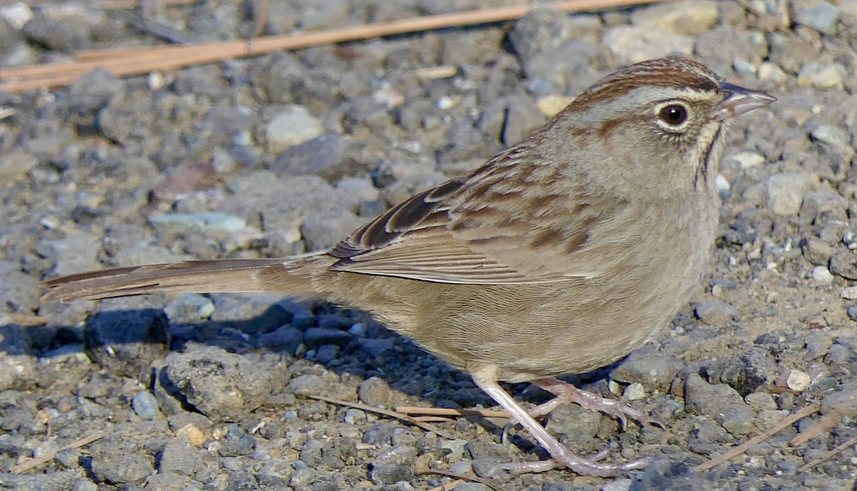 Rufous-crowned Sparrow - ML307283221