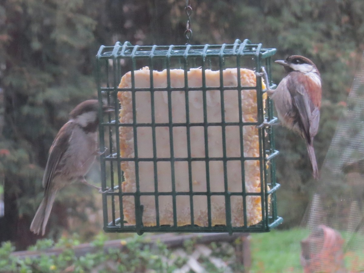 Chestnut-backed Chickadee - Gayle Dangers-Meusel