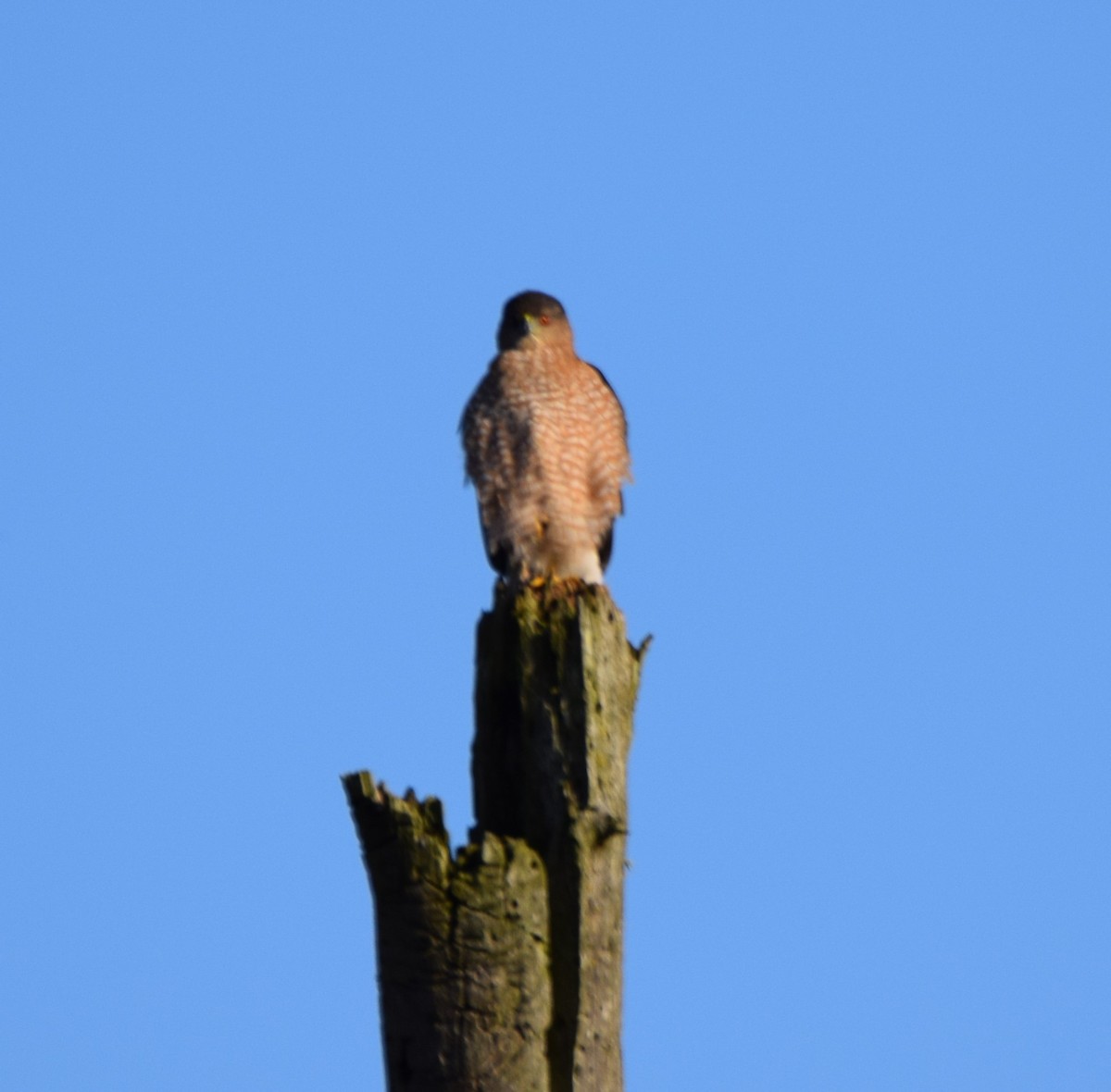 Cooper's Hawk - ML307284331