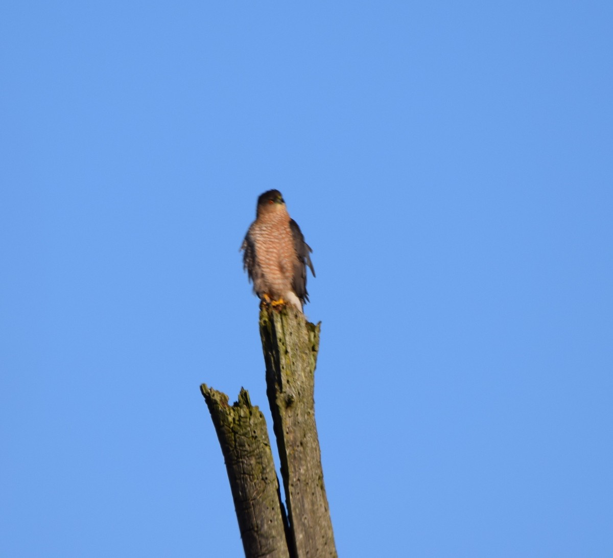 Cooper's Hawk - ML307284441