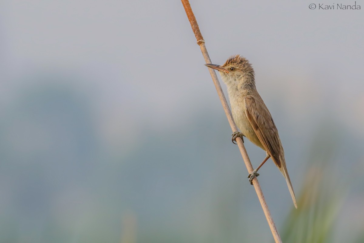 Clamorous Reed Warbler - Kavi Nanda