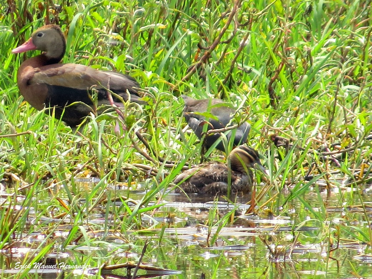 Masked Duck - ML307287411