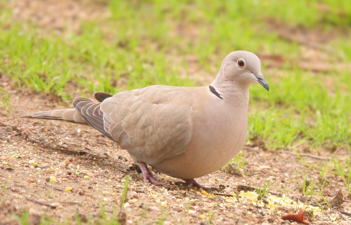 Eurasian Collared-Dove - ML307288341