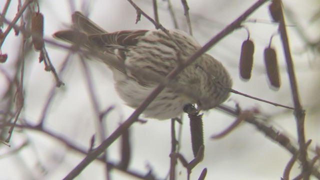 Hoary Redpoll (exilipes) - ML307288881