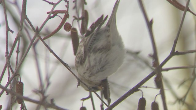 Redpoll (exilipes) - ML307288961