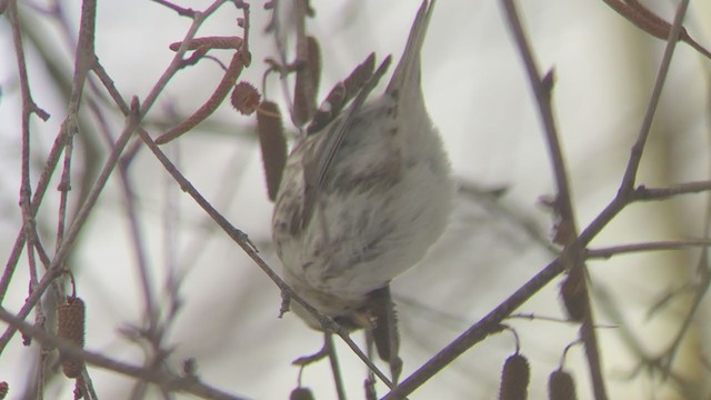 Hoary Redpoll (exilipes) - ML307288961