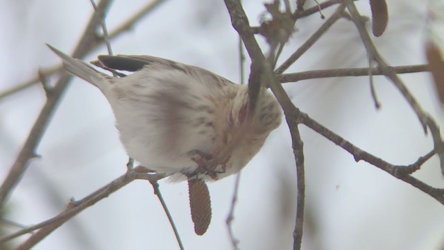 Redpoll (exilipes) - ML307289111