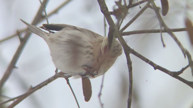 Hoary Redpoll (exilipes) - ML307289111