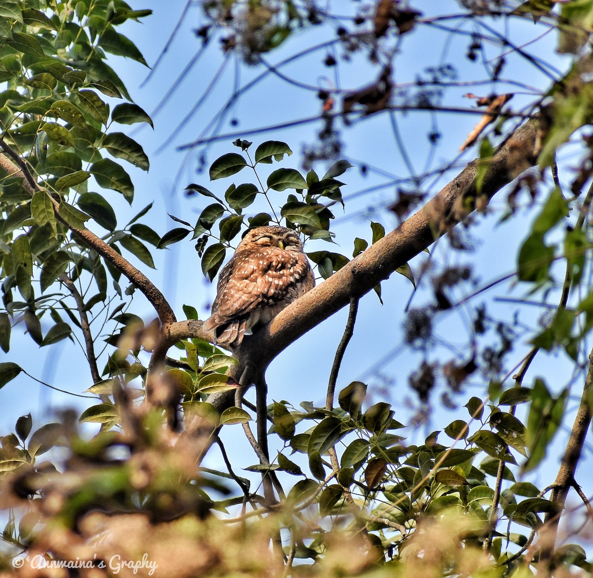 Spotted Owlet - ML307289151