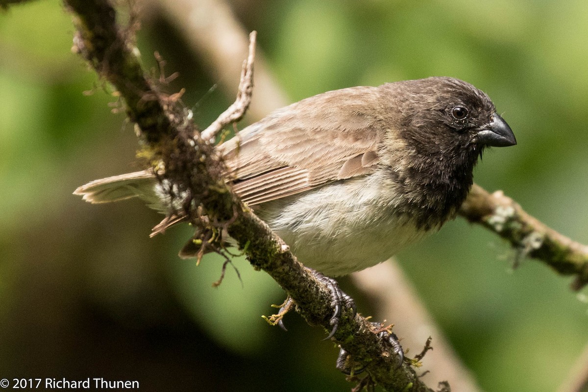 ML307289281 - Small Tree-Finch - Macaulay Library