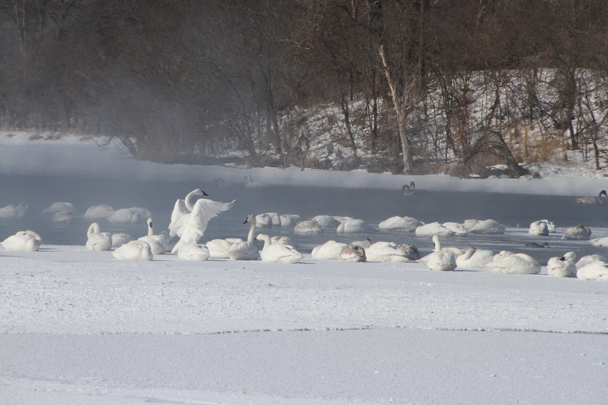 Trumpeter Swan - ML307291801