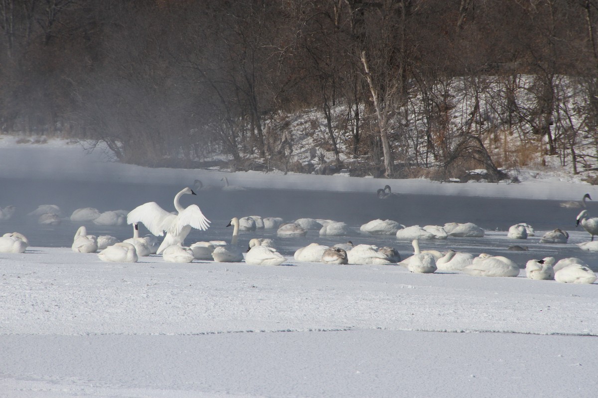 Trumpeter Swan - ML307291891