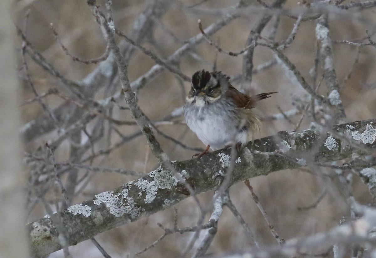 Swamp Sparrow - ML307291901