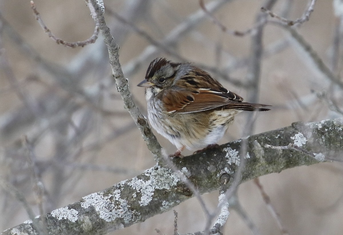 Swamp Sparrow - ML307292001