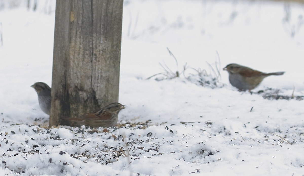 Swamp Sparrow - ML307292021