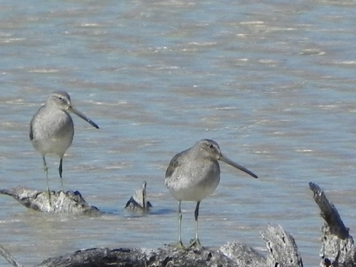 Long-billed Dowitcher - ML307294501