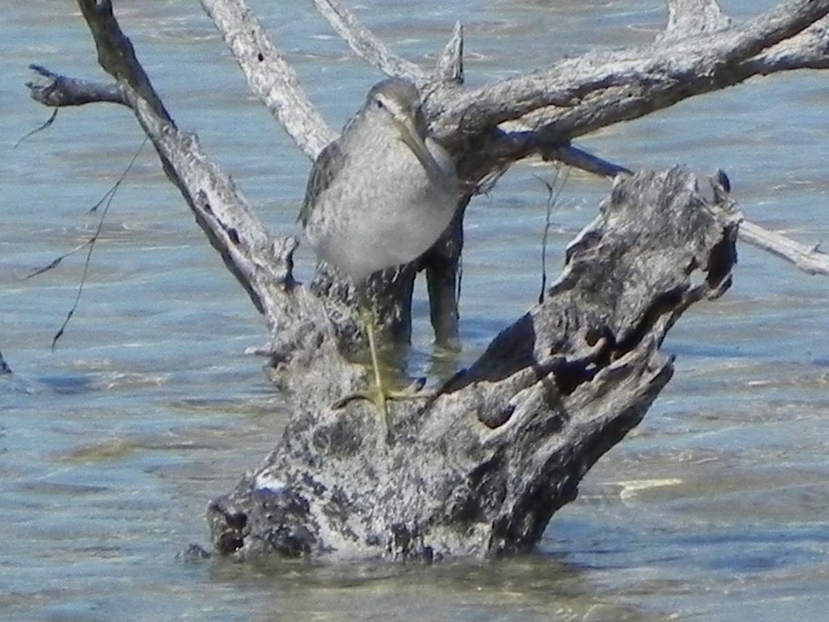 Long-billed Dowitcher - ML307294781