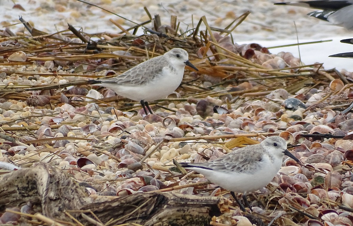 Bécasseau sanderling - ML307295511