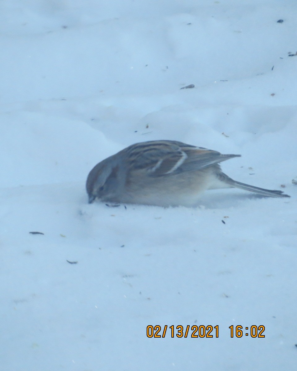 American Tree Sparrow - ML307295671