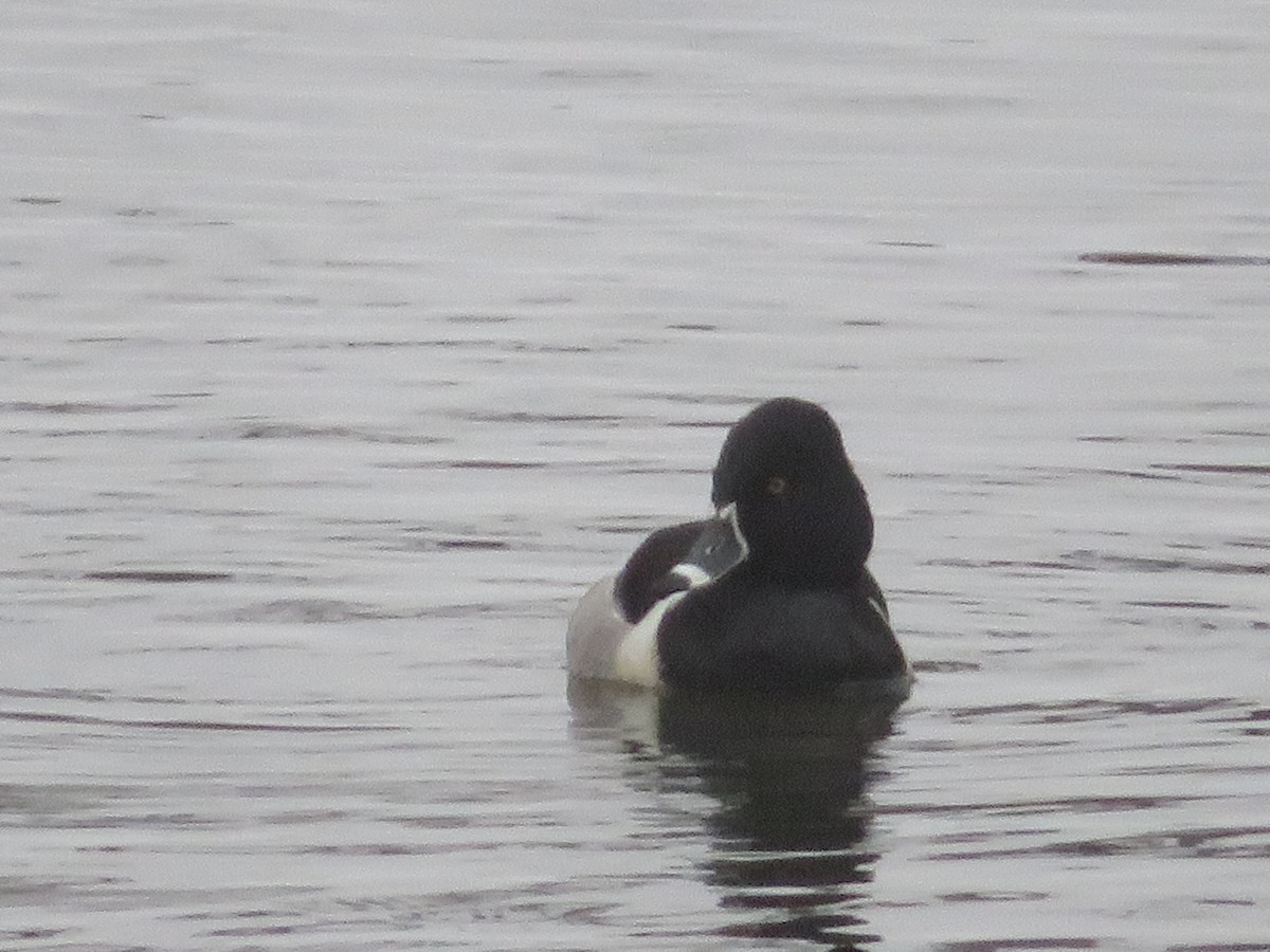 Ring-necked Duck - Ursula  Mitra