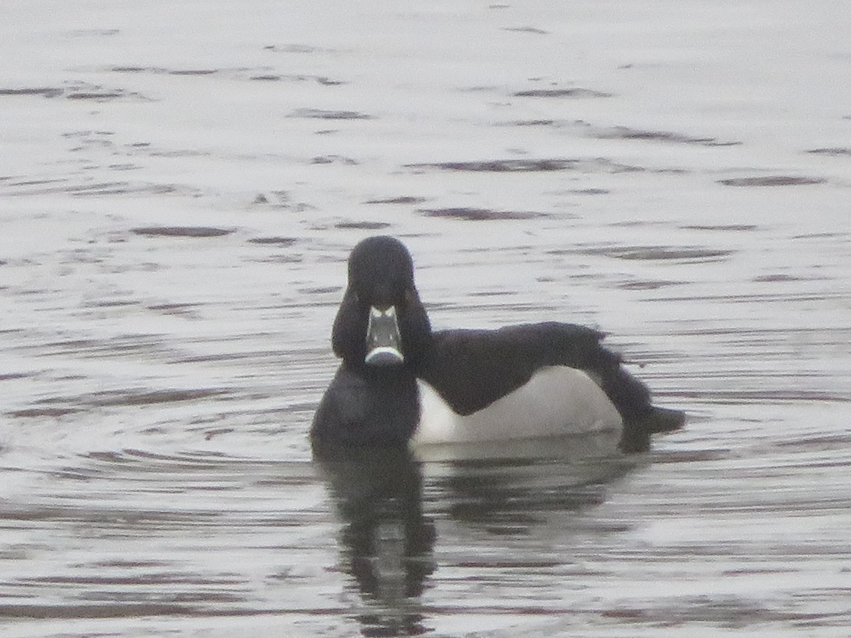 Ring-necked Duck - ML307296441