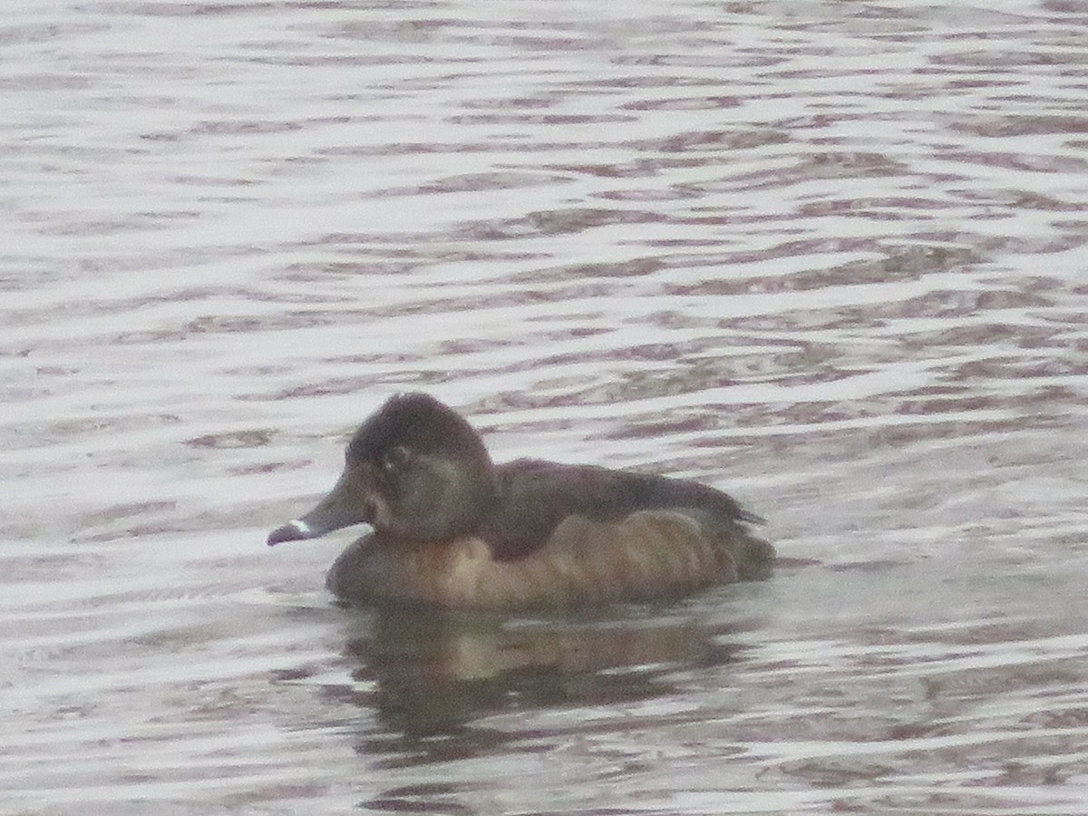 Ring-necked Duck - ML307296451