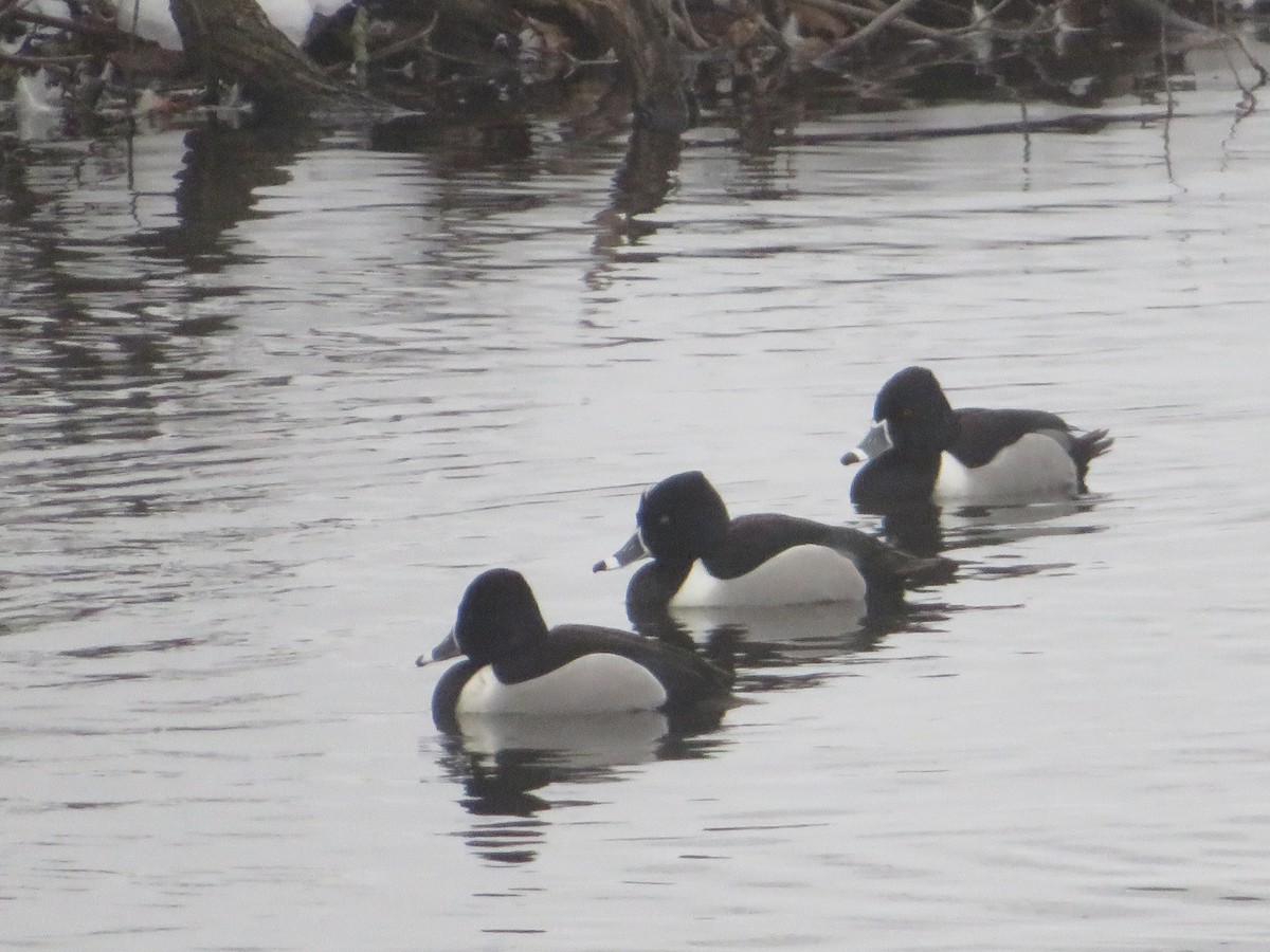 Ring-necked Duck - ML307296461