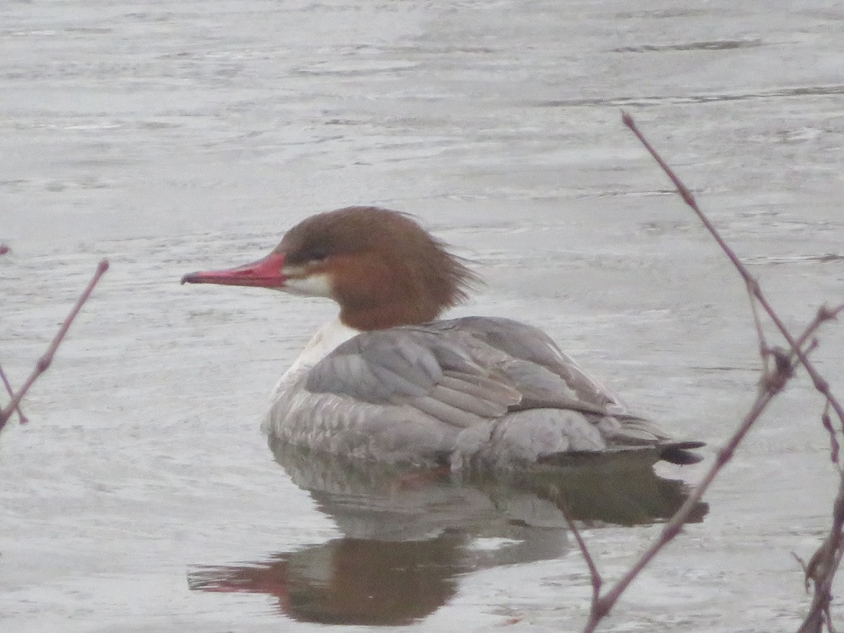 Common Merganser - ML307296721