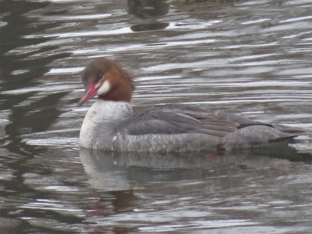 Common Merganser - Ursula  Mitra