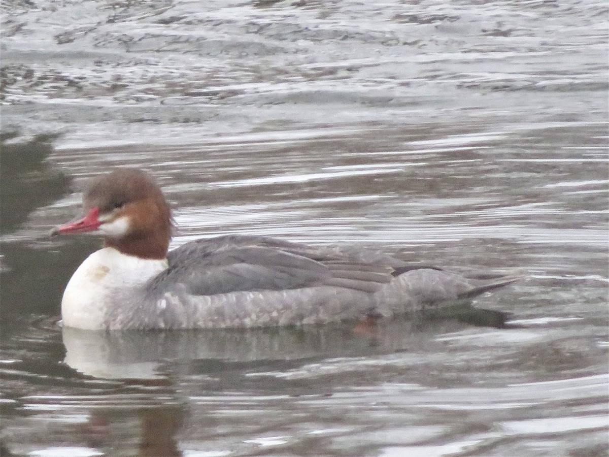 Common Merganser - ML307296741