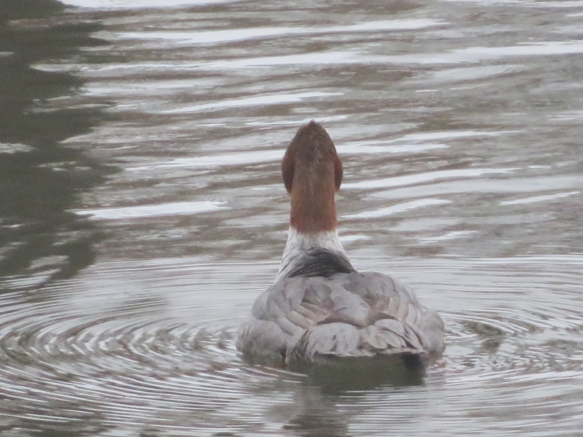 Common Merganser - ML307296751