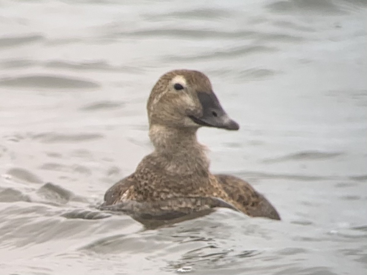 King Eider - ML307297061