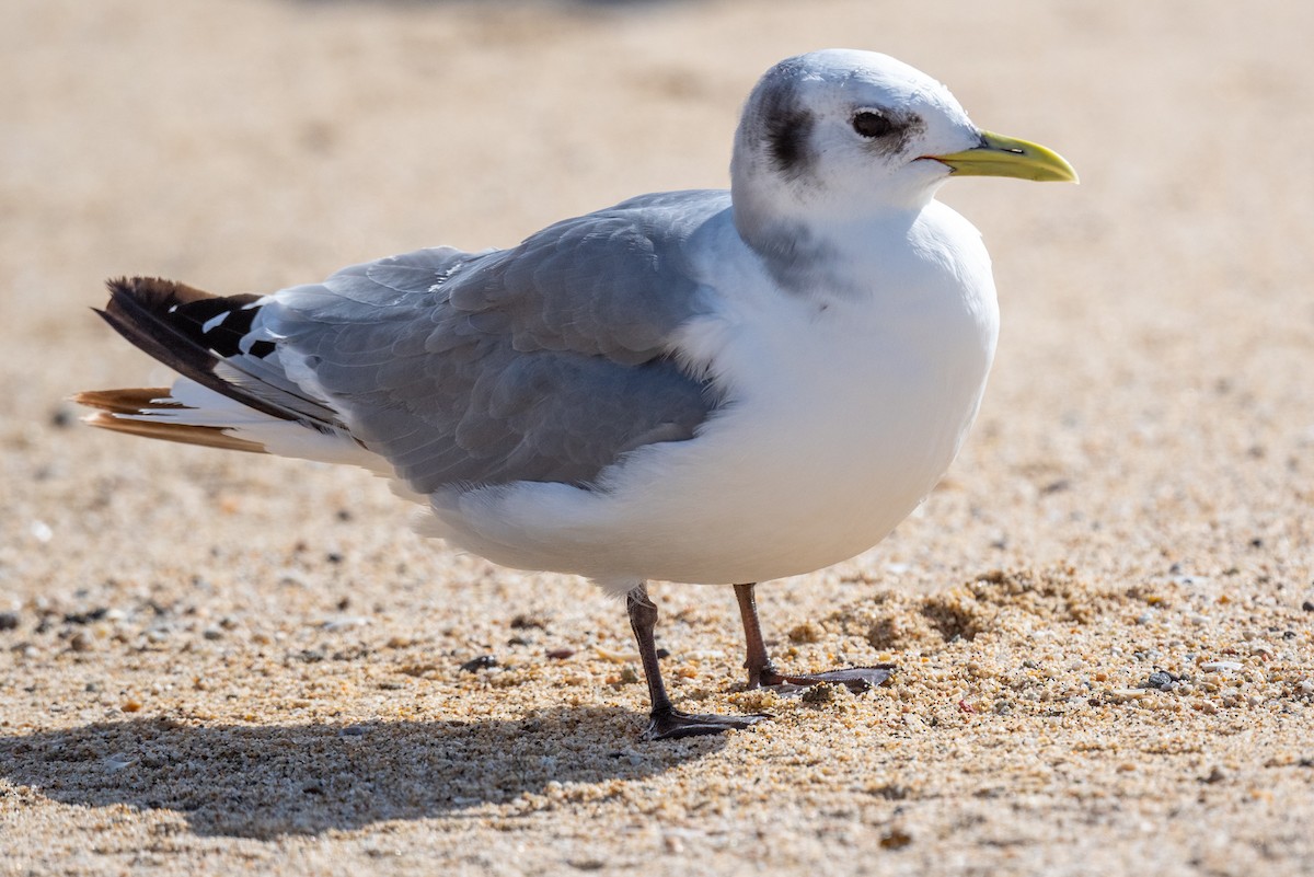 Black-legged Kittiwake - Michael  Hingerty